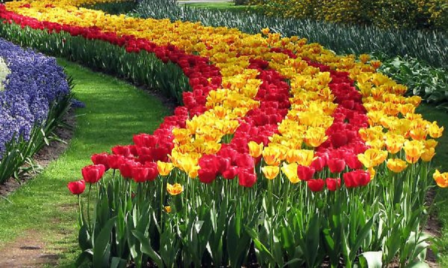 Тюльпани з Нідерландів і чорнобривці з України: Ірпінь долучився до квіткового обміну