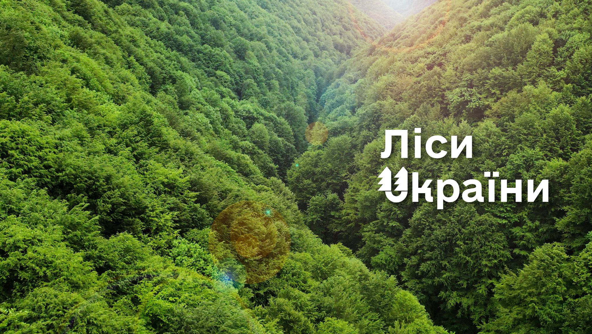 Як "Ліси України" оновлювали техніку на Київщині під час війни: витрати й скандали