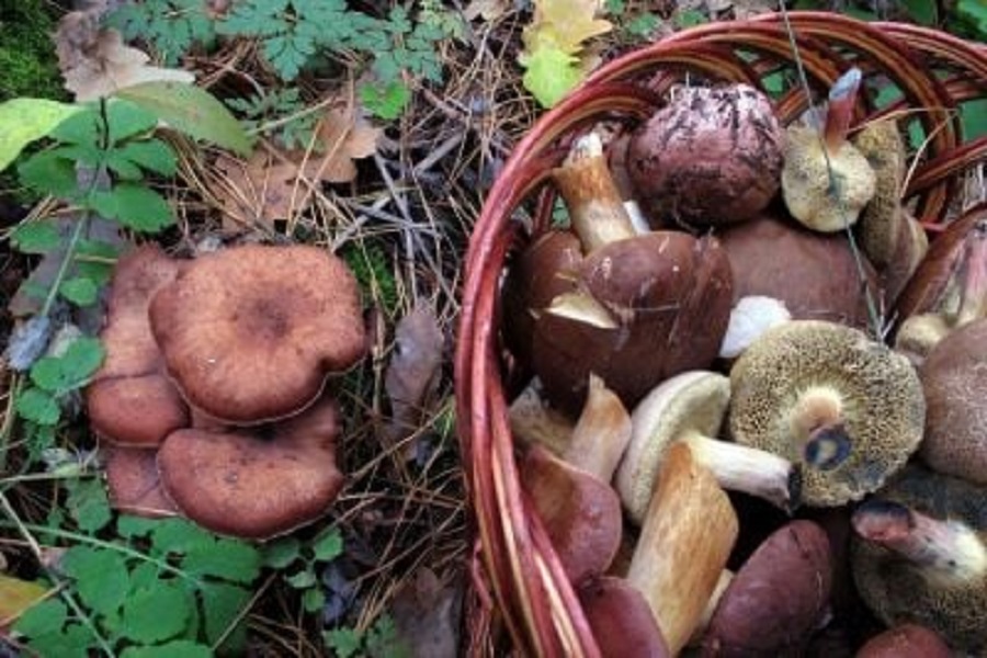 У першій половині жовтня на Бориспільщині зафіксували чотири випадки отруєння грибами