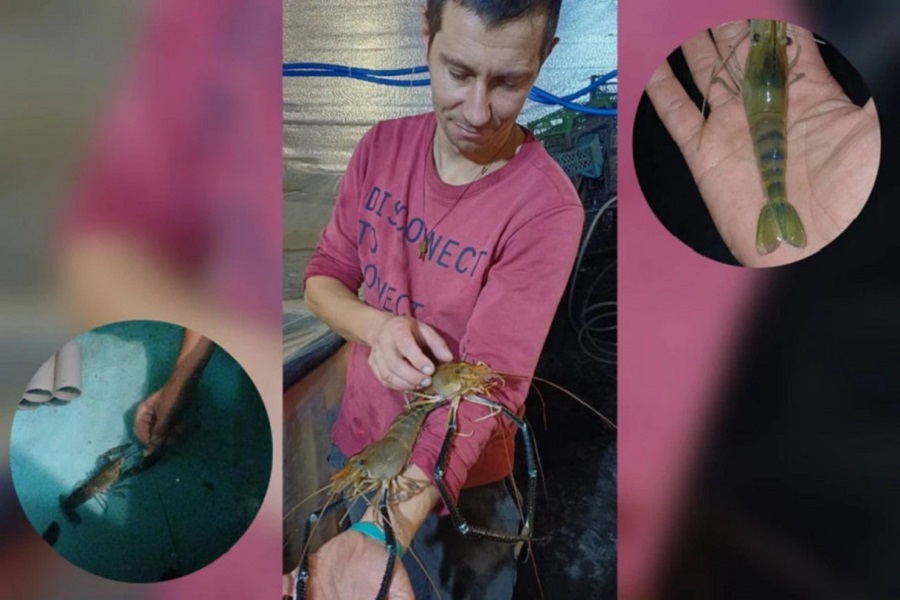 Від фронту до ферми: ветеран з Київщини розвиває креветковий бізнес