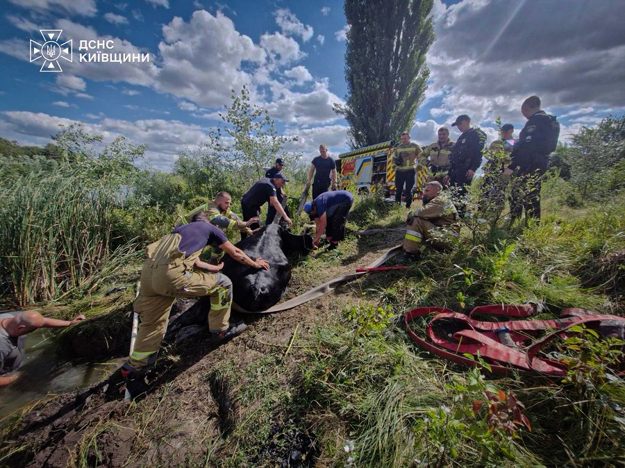 Корова опинилася у водяній пастці: на Білоцерківщині провели незвичну рятувальну операцію