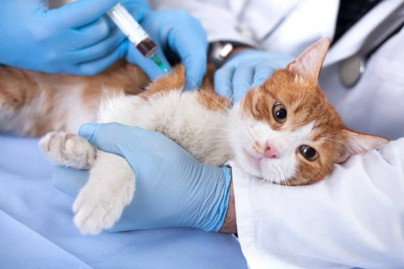 Власників котів і собак у Ворзелі закликають вакцинувати улюбленців
