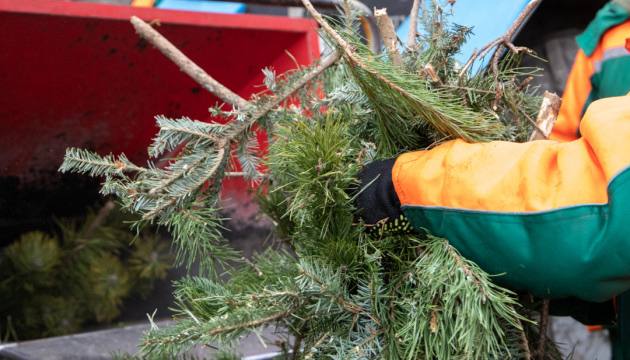 У Бучі працює пункт прийому новорічних ялинок