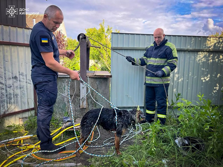 На Фастівщині рятувальники дістали собаку з колодязя у Великій Снітинці